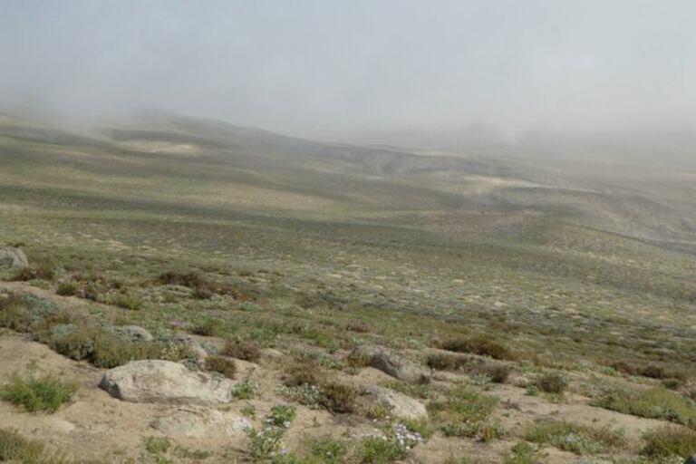 Las lomas son uno de los ecosistemas más difíciles de mapear por la presencia de niebla