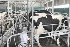 Afirman que sin retenciones podrían ingresar US$500 millones extra por exportaciones lácteas