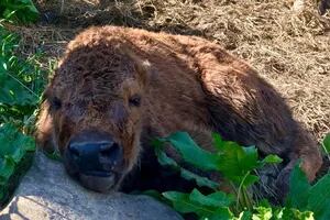 Un búfalo bebé murió de forma trágica en un parque y la reacción de otros animales fue increíble
