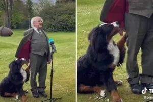 Video: el perro del presidente de Irlanda lo interrumpió durante una entrevista