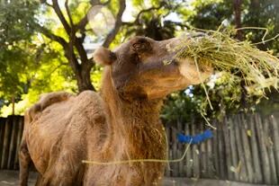 Carolina, la camella más longeva del mundo murió ayer por la tarde en el Ecoparque porteño 