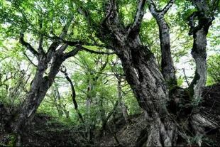 Derechos de autor de la imagenGETTY IMAGES Image caption Irán también alberga espacios naturales catalogados patrimonios, como el Bosque mixto hircanio del Caspio
