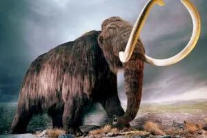 Por qué dos académicos argentinos se oponen a la resurrección de especies como el mamut