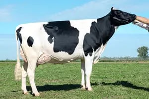Un especialista explicó qué debe tener la vaca lechera ideal
