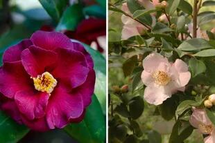 Camellia ´Sunrise´ (izquierda) y Camellia sasanqua (derecha).