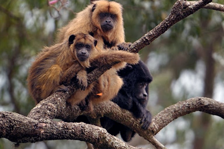 Tres ejemplares de mono Carayá sobre la copa de un árbol