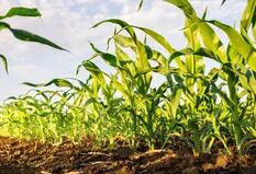 Mercado de granos: sorpresivo informe del USDA