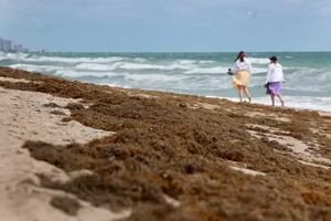 La amenaza del “gran cinturón de sargazo del Atlántico”: el alga ya invade una playa emblemática
