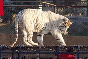 Catalina Torres limpiaba el recinto de los tigres en el Parque Safari de Rancagua cuando fue atacada por uno de ellos, que estaba suelto en ese lugar