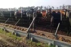 El caso de las 3500 vacas robadas: quién es el nuevo detenido