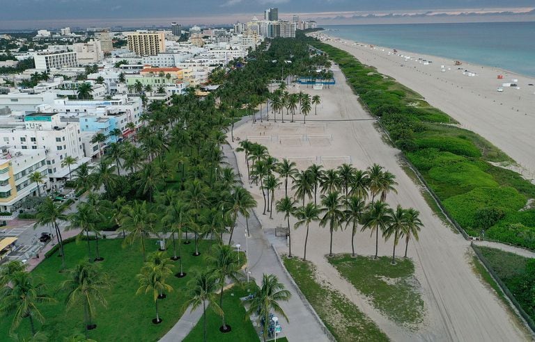 Por qué Miami va a reemplazar sus icónicas palmeras