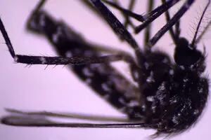 Aedes vittatus: por qué causa alarma la llegada de este mosquito a América