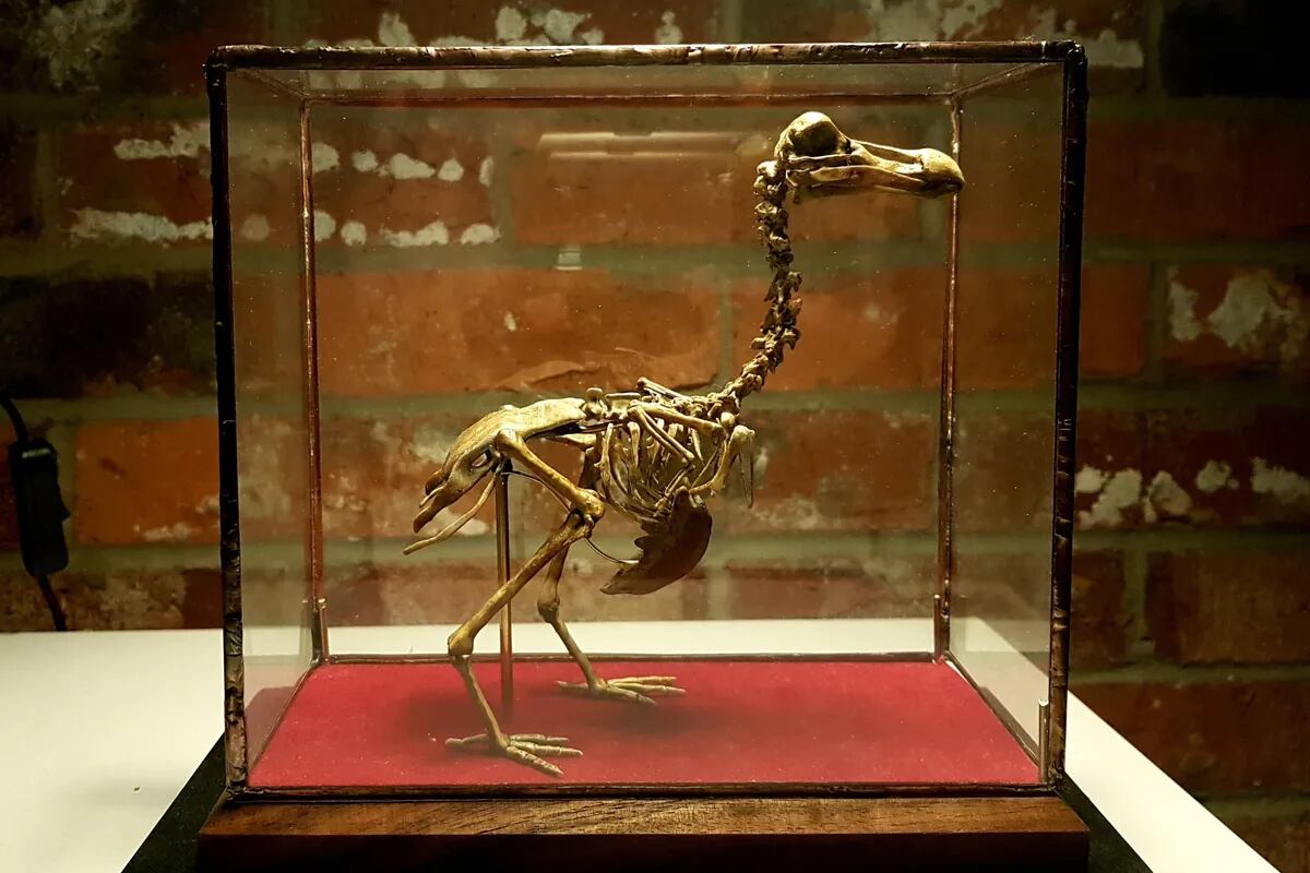 Un grupo de científicos anunció que busca “revivir” a un ave extinta desde  el siglo XVII - LA NACION