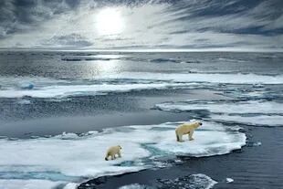 El calentamiento provocará la reducción drástica del hielo de los casquetes polares (principalmente el Artico) y los hielos continentales. 