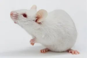 Crearon por primera vez crías de ratones a partir de dos machos