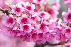 Los cerezos del Jardín Japonés ya están en flor y lo tiñen de rosa