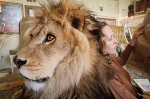 Durante años el león convivió en su casa y se convirtió en uno más de la familia. 