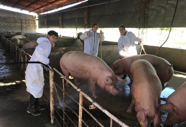 En el sector porcino tienen 70 madres y en una cría intensiva en galpones, hacen ciclo completo