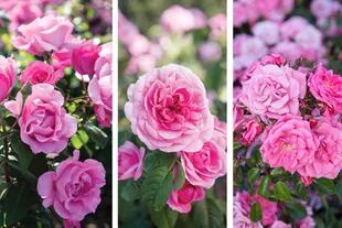 El rosa de algunas flores tranquilizará a las personas de Libra