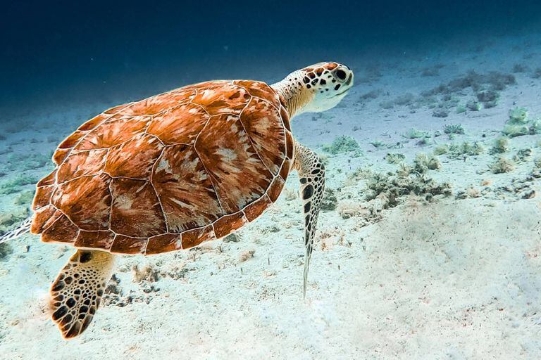 Una tortuga marina en Aruba, captada por la cámara de Nicolás
