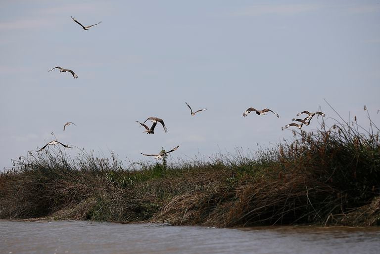 En este ecosistema conviven cientos de especies de aves