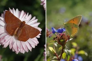 Izquierda: Una mariposa “acróbata rojiza” (Emesis russula) se posa sobre una coqueta. Derecha: Una “isoca de la alfalfa” (Colias lesbias) macho liba las flores de Ceratostigma plumbaginoides que aparecen entre el fin del verano y el otoño.