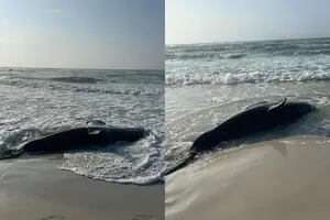 Disfrutaban del mar de Florida cuando un tiburón blanco de 700 kilos apareció en la playa