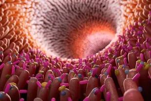 Ilustración de bacterias en el colon. Las células humanas componen solamente el 43% de nuestro cuerpo