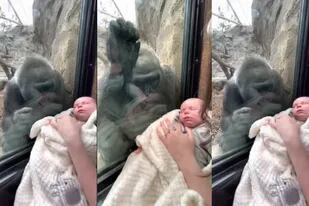 Video: el emotivo gesto de una gorila al ver a una mamá junto a su bebé