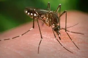 A diferencia del mosquito Aedes Aegypti, que es vector de contagio del Dengue, el Zika, el Chikungunya y la Fiebre Amarilla, el Aedes Albifasciatus no transmite enfermedades peligrosas
