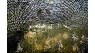 Peces tapia nadan en los tanques en Castanhao