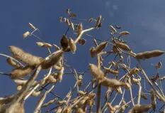 El valor de la soja bajó un 2,3% en Chicago y se alejó de los 600 dólares por tonelada
