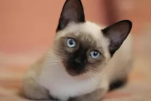 Los gatos siameses son originarios de Tailandia y serán una compañía ideal para la persona de Géminis