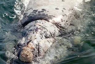 Espuma, la ballena que hacía más de 20 años no veían en las aguas de Península Valdés