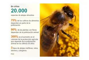 Algunos datos reveladores sobre las abejas