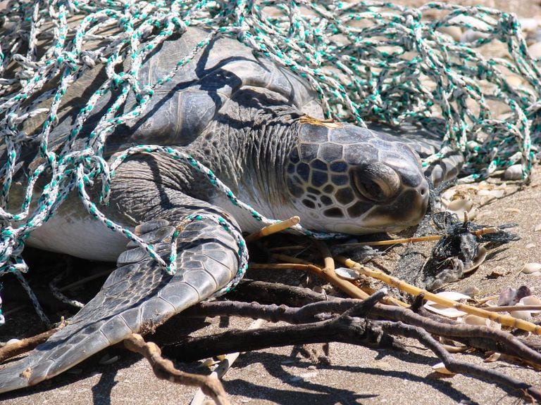 The sea turtle is one of the species that suffers the most from sea pollution