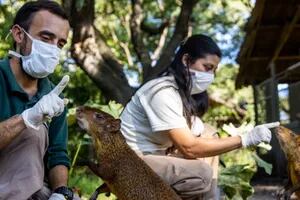 Ecoparque en cuarentena: ¿cómo se cuida a los animales en plena pandemia?