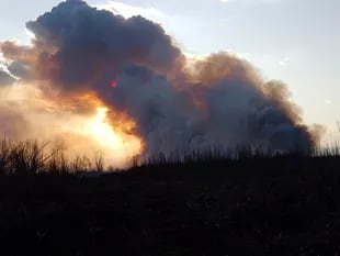 Los incendios en las islas del Delta afectan a los productores agropecuarios