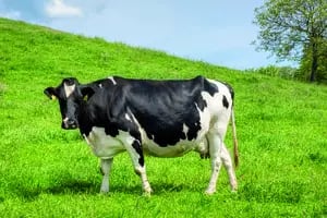 Un especialista explicó qué debe tener la vaca lechera ideal