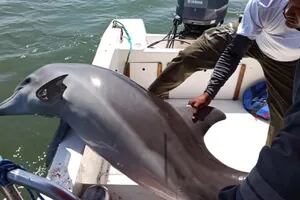 Video: el emotivo momento en que liberan a un delfín atrapado en una red de pesca