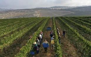 Voluntarios cristianos evangélicos cosechan uvas del vino Merlot en el asentamiento judío de Har Bracha, Cisjordania ocupada