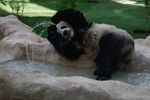 Panda House: Suhail, el macho, en la laguna artificial que le crearon en su nuevo hogar, en Doha 