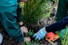 Plantaron 11.500 árboles para recuperar un bosque incendiado en Chubut