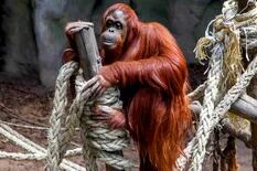 El Gobierno invertirá casi $2 millones para trasladar a la orangutana Sandra
