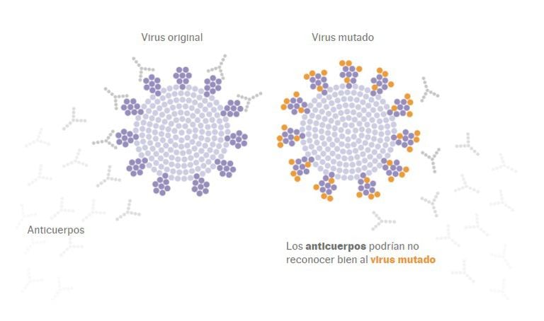 Los anticuerpos podrían no reconocer bien al virus mutado