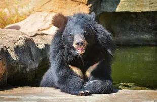 El oso negro asiático puede llegar a pesar hasta 180 kilos