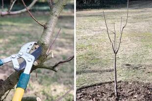 Izquierda: vamos eliminando las ramas que crecen para adentro y las ramas muertas, para permitir el paso de la luz y el aire. Derecha: Arbolito al año de ser plantado: se sigue la poda de formación seleccionando las ramas primarias que irán armando la copa.