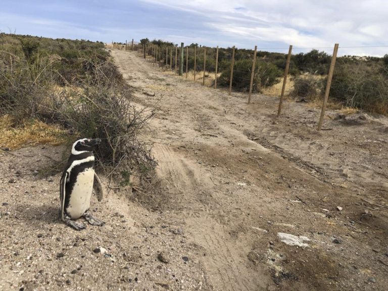 Trazó un camino con una topadora y aplastó 140 nidos de pingüinos: mató casi 300