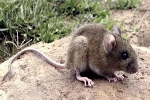 Las preguntas que siempre se abren con cada caso conocido de hantavirus