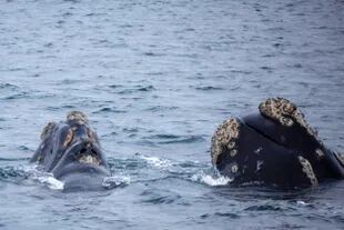 Esta temporada los investigadores les implantarán rastreadores satelitales a 19 ballenas, para saber sobre sus movimientos cuando dejan Península Valdés